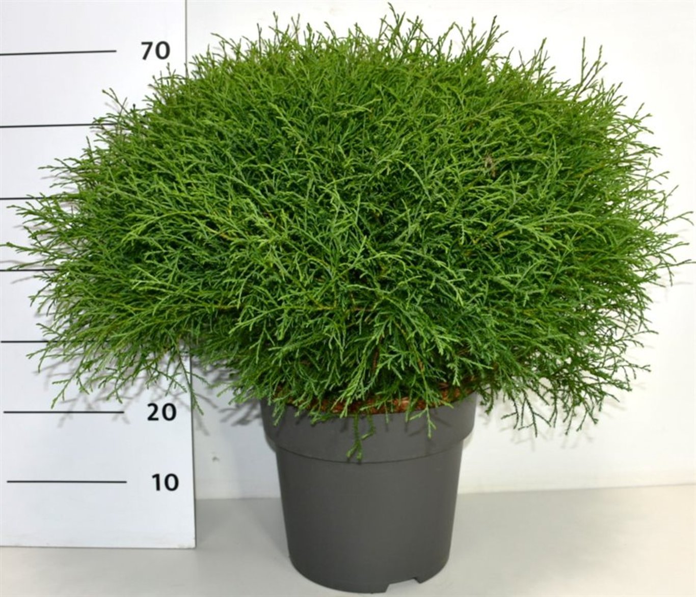 Thuja – Thuja occidentalis 'Mr Bowling Ball' - C12 50-60 cm.